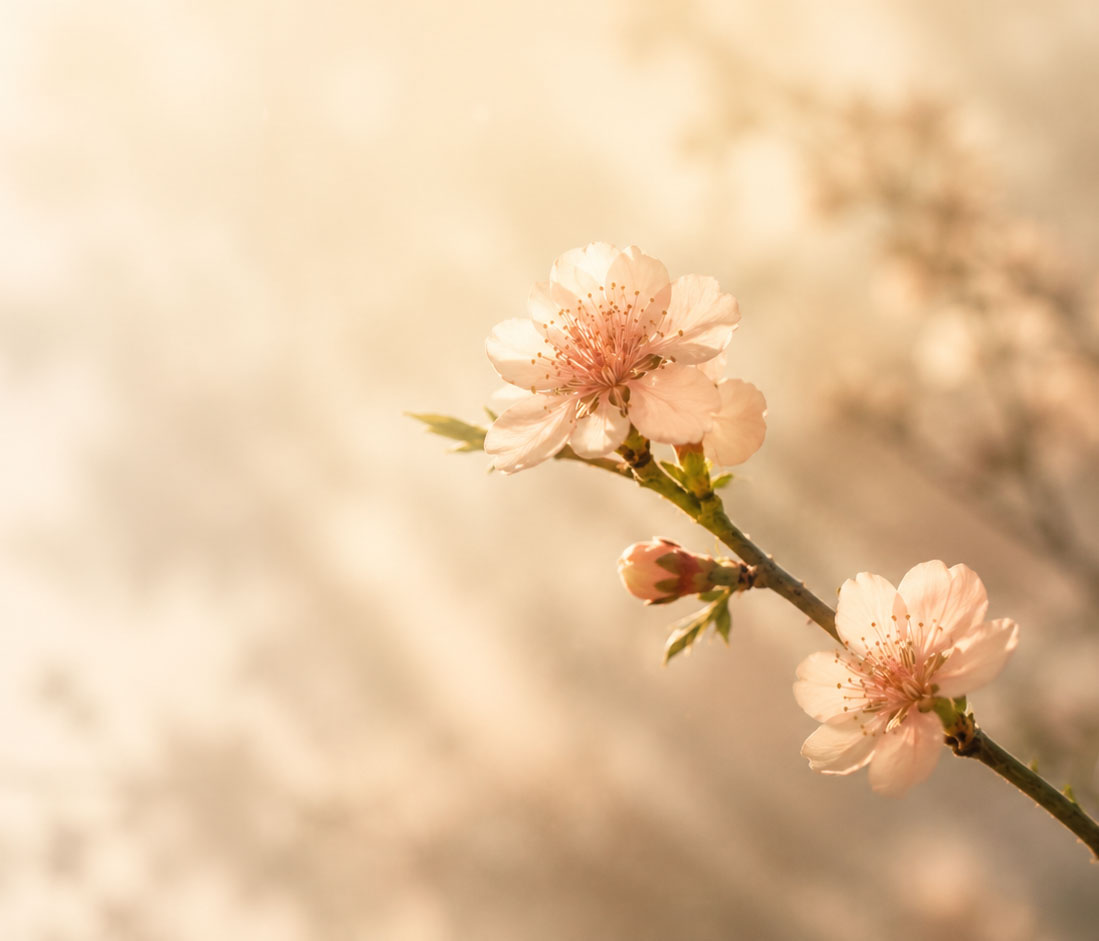 A woman sitting quietly by the sea in soft morning light