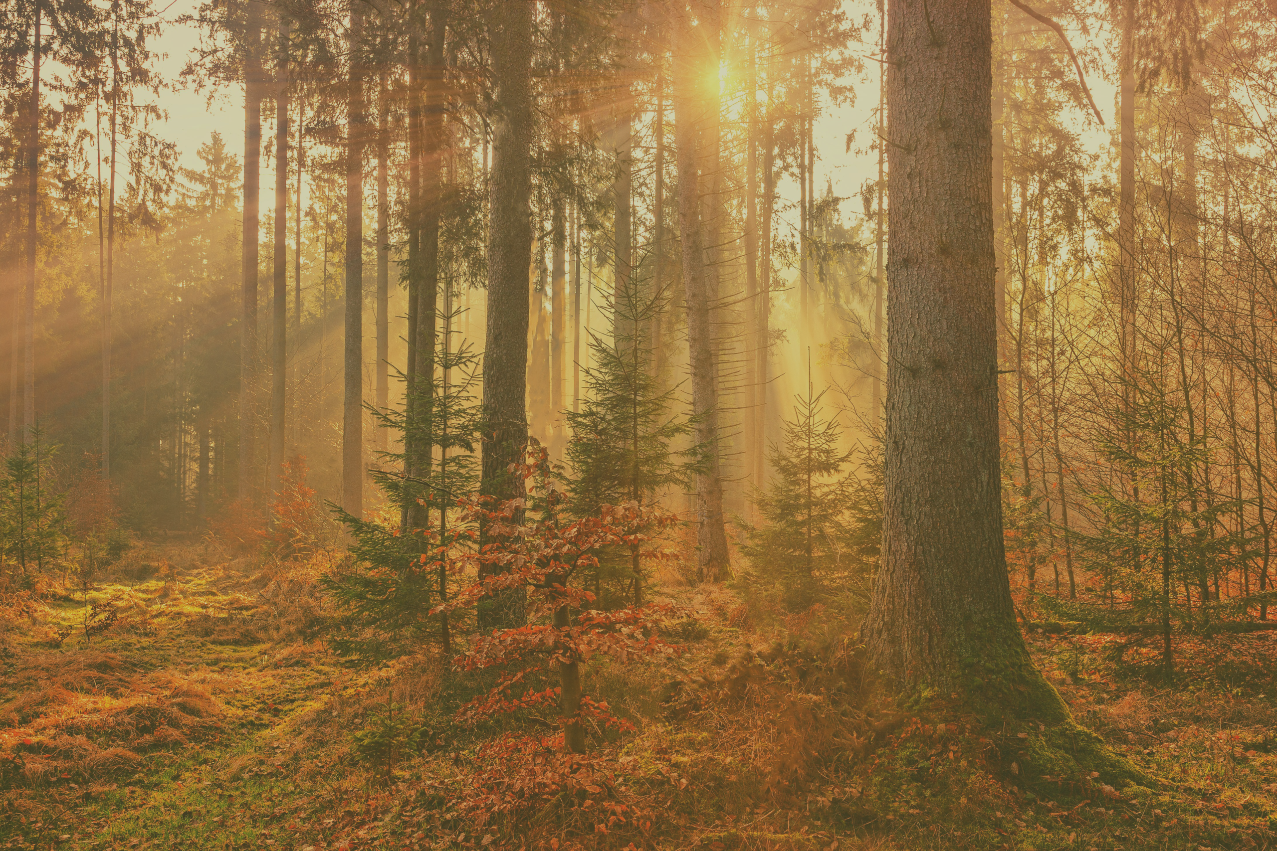 Forest Walk